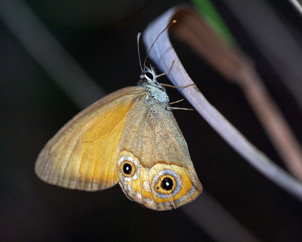 Orange Ringlet | Hypocysta irius photo