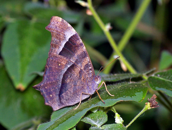 Evening Brown | Melanitis leda photo