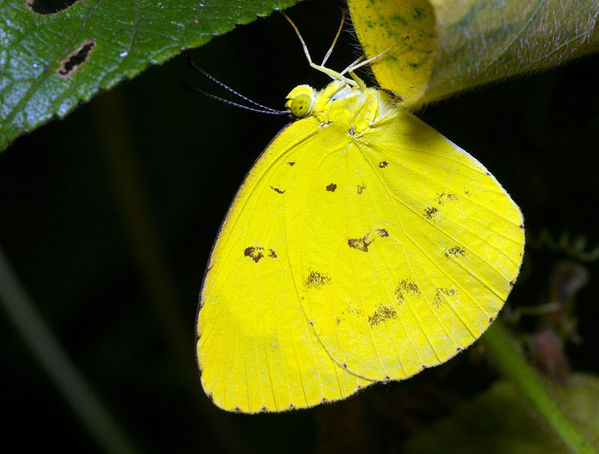 Large Grass-yellow | Eurema hecabe photo