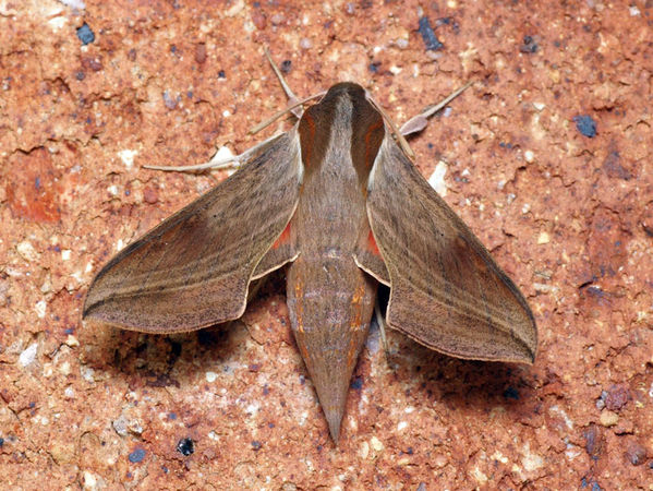 Vine Hawk Moth | Hippotion rosetta photo