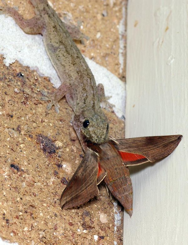 Vine Hawk Moth | Hippotion rosetta photo