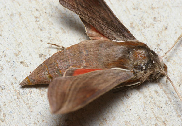 Vine Hawk Moth | Hippotion rosetta photo