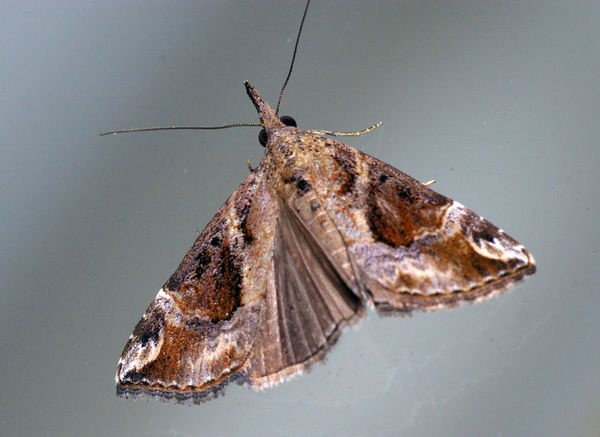 Hypena moth | Hypena laceratalis photo
