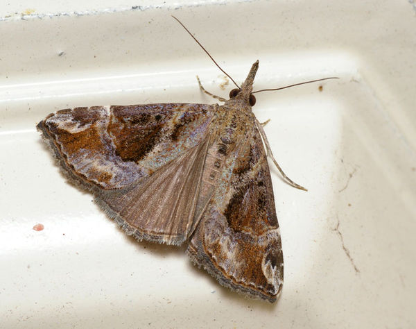 Hypena moth | Hypena laceratalis photo