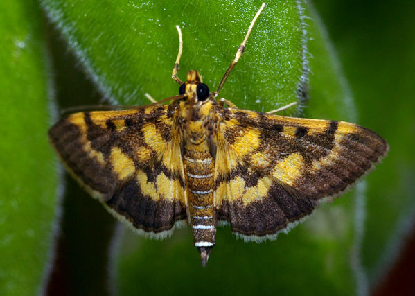 Bean Leafroller | Omiodes diemenalis photo