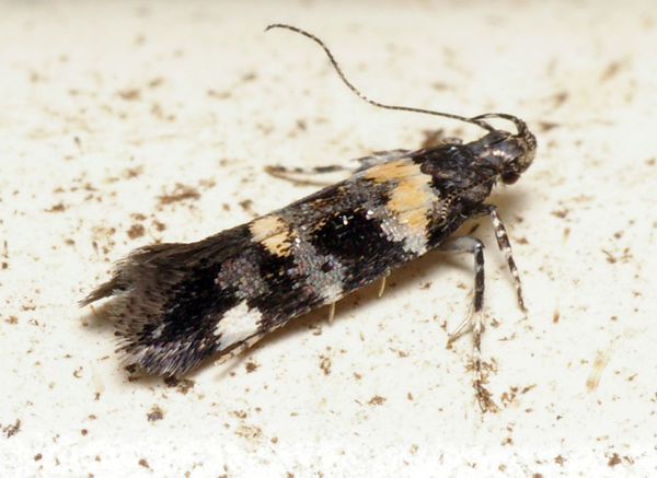 Gelechiid Moth | Stegasta variana photo