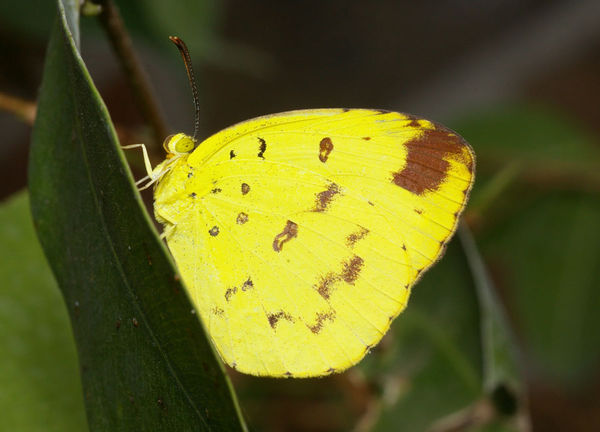 Large Grass-yellow | Eurema hecabe photo