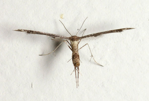 Plume Moth | Lantanophaga pusillidactyla photo