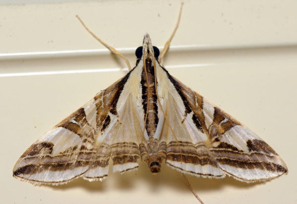 Crambid Moth | Agrioglypta excelsalis photo