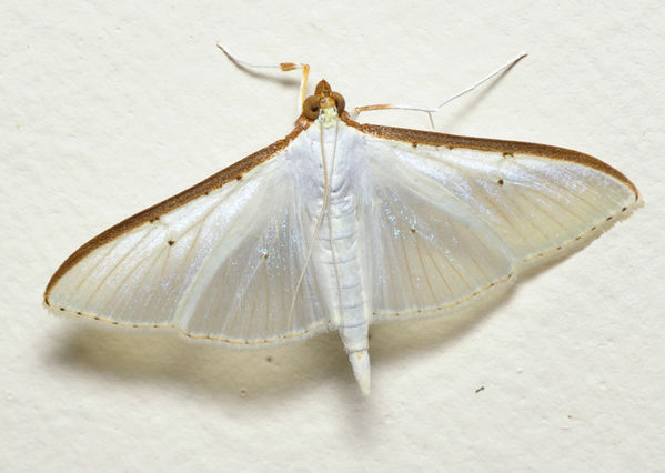 Crambid Moth | Palpita sp photo