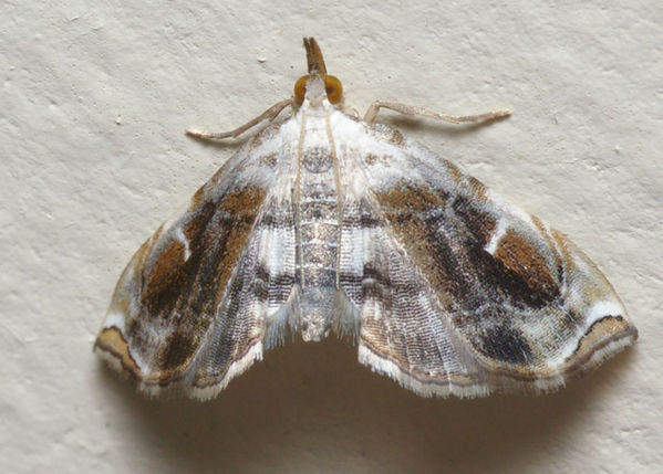 Crambid moth | Trichophysetis neophyla photo