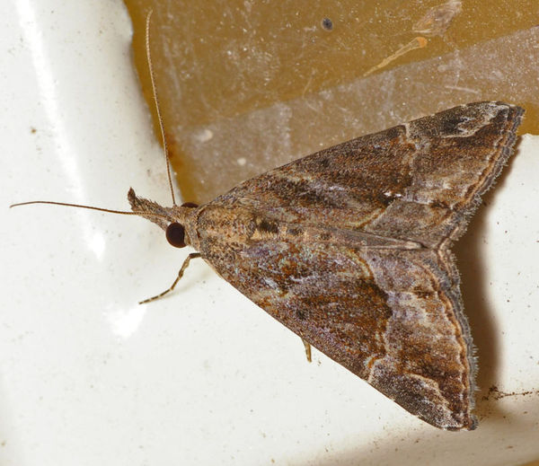 Hypena moth | Hypena laceratalis photo
