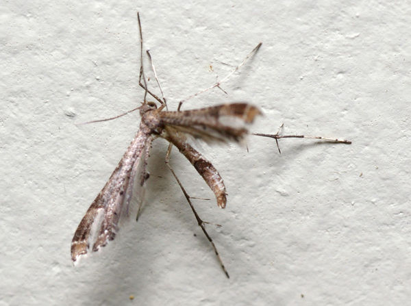 Plume Moth | Lantanophaga pusillidactyla photo