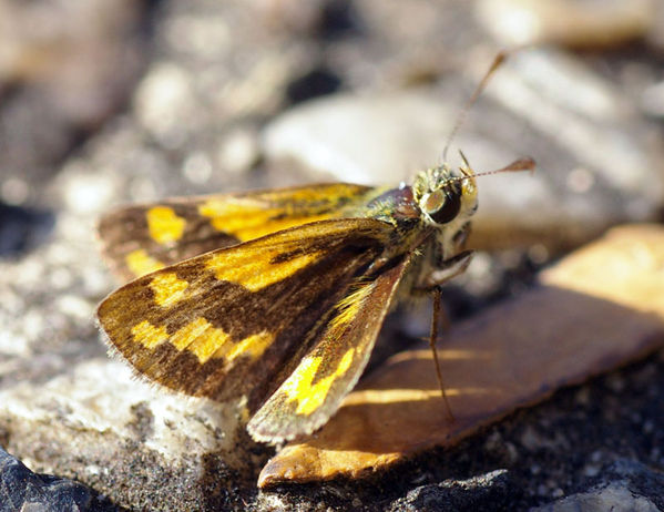 Greenish Grass Dart | Ocybadistes walkeri photo