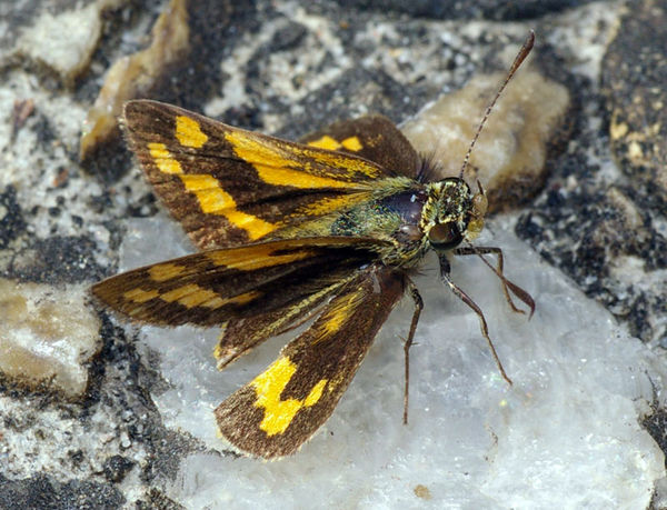 Greenish Grass Dart | Ocybadistes walkeri photo