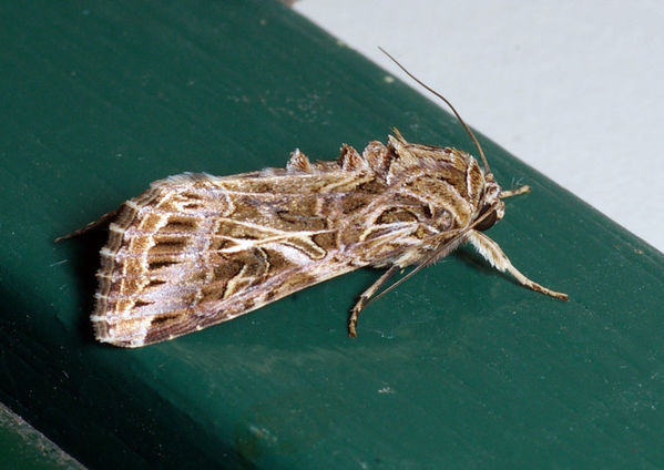 Armyworm | Spodoptera litura photo