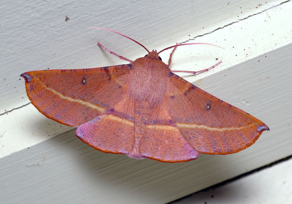 Pink Bellied Moth | Oenochroma vinaria photo