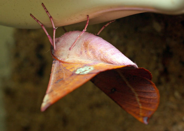 Pink Bellied Moth | Oenochroma vinaria photo