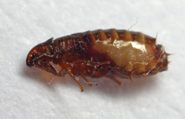  Dog Flea  Ctenocephalides canis 