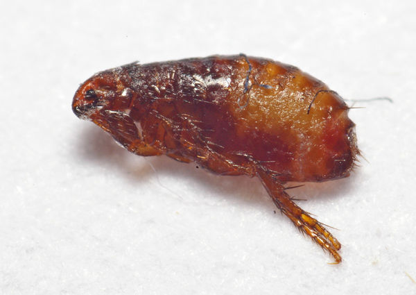 Dog Flea | Ctenocephalides canis photo