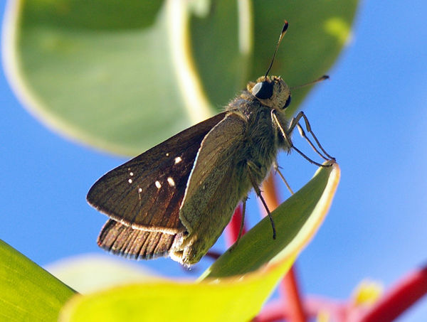 Lyell's Swift | Pelopidas lyelli photo