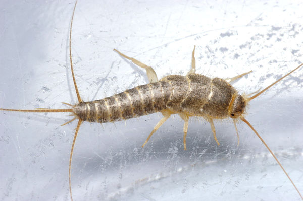 Silverfish | Ctenolepisma longicaudata photo