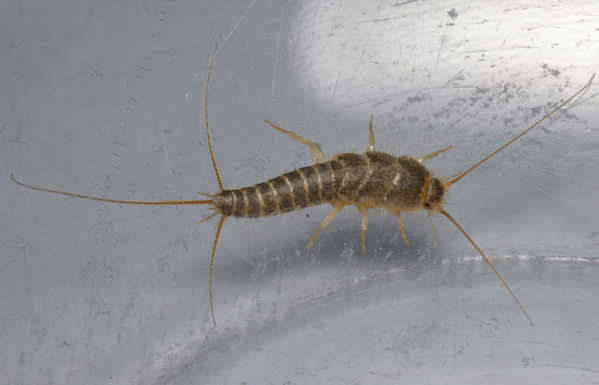 Silverfish | Ctenolepisma longicaudata photo