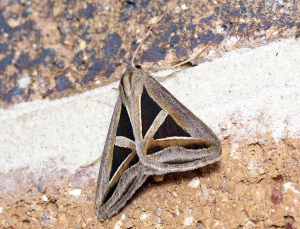 Semi-looper moth | Trigonodes hyppasia photo