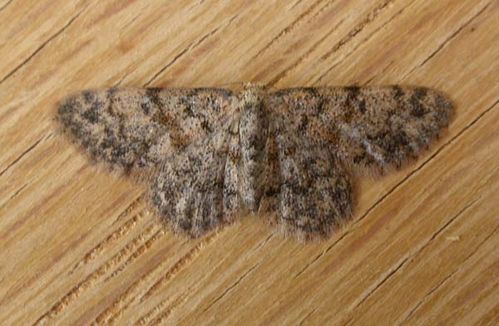 no common name | Idaea ferrilinea photo