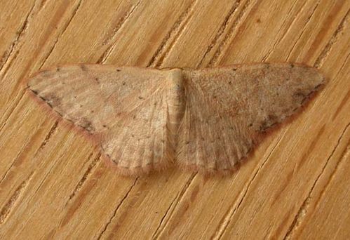 no common name | Idaea halmaea photo