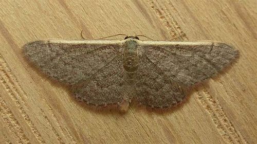 no common name | Idaea inversata photo