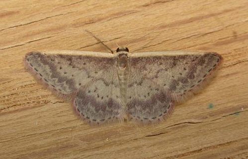 no common name | Idaea nephelota photo