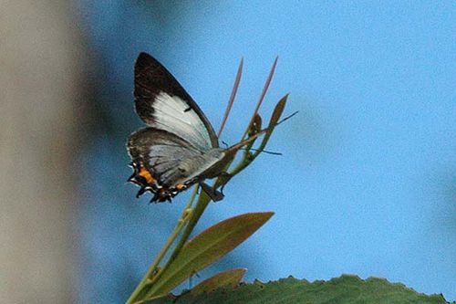 Imperial Hairstreak | Jalmenus evagoras photo