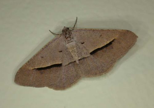 no common name | Isturgia penthearia photo