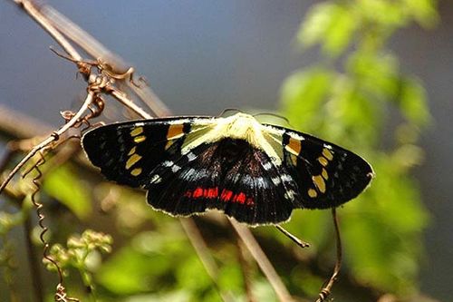 Joseph's Coat Moth | Agarista agricola photo