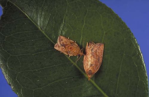 Light Brown Apple Moth | Epiphyas postvittana photo