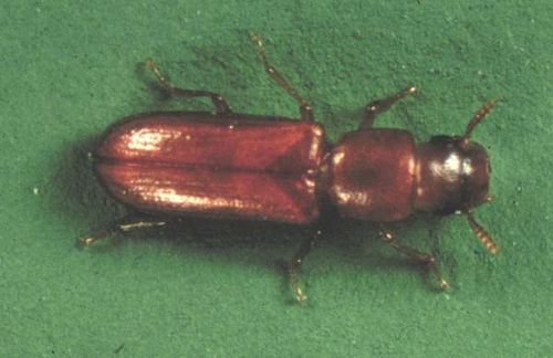 Longheaded Flour Beetle | Latheticus oryzae photo