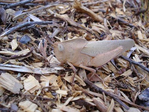 Gumleaf Grasshopper | Goniaea sp photo