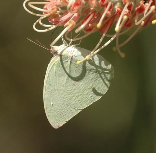 Lemon Migrant | Catopsilia pomona photo