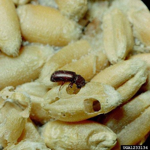 Lesser Grain Borer | Rhyzopertha dominica photo