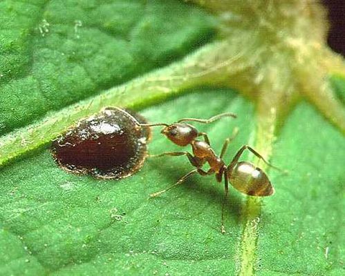 Argentine Ant | Linepithema humile photo