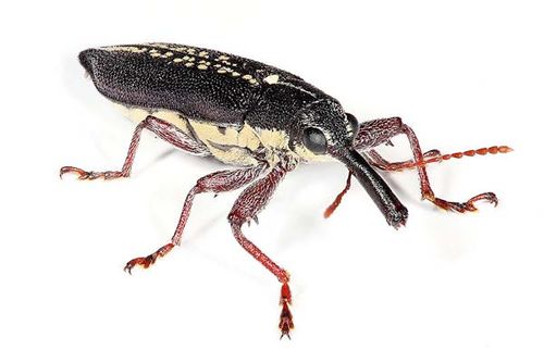 Long Nosed Weevil | Rhinotia hemistictus photo