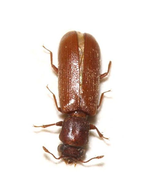 Powderpost beetle | Lyctus brunneus photo