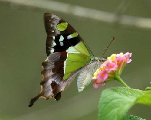 Macleay's Swallowtail | Graphium macleayanus photo