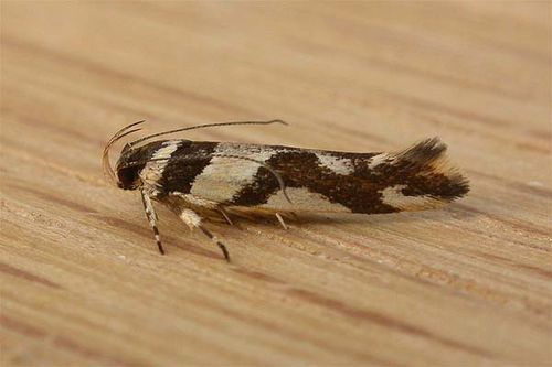 no common name | Macrobathra desmotoma photo