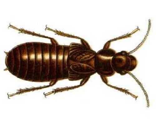 Giant Northern Termite | Mastotermes darwiniensis photo