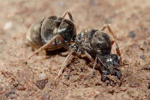 Meat Ant | Iridomyrmex sp photo