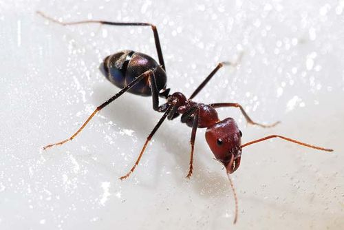 Meat Ant | Iridomyrmex sp photo