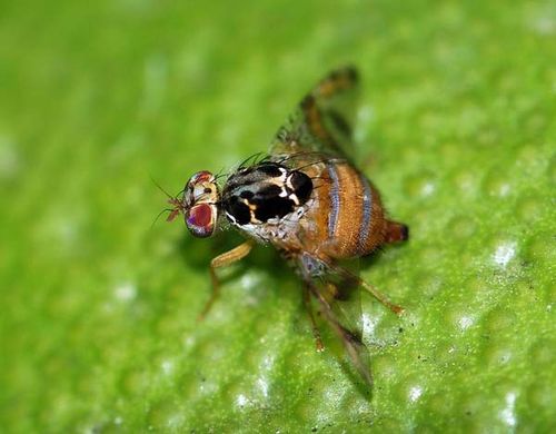 Mediterranean Fruit Fly | Ceratitis capitata photo