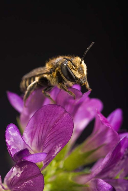 Alfalfa Leafcutter Bee | Megachile rotundata photo